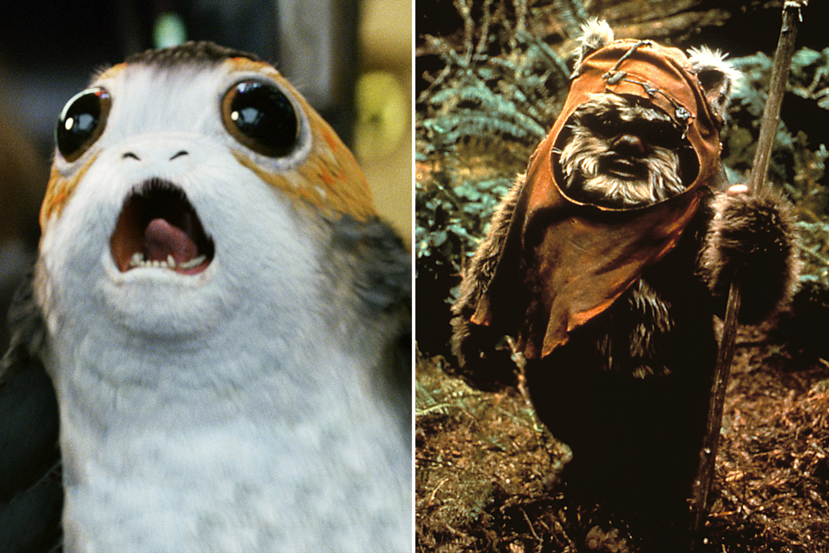 Picture of a porg, and ewok, from Star Wars