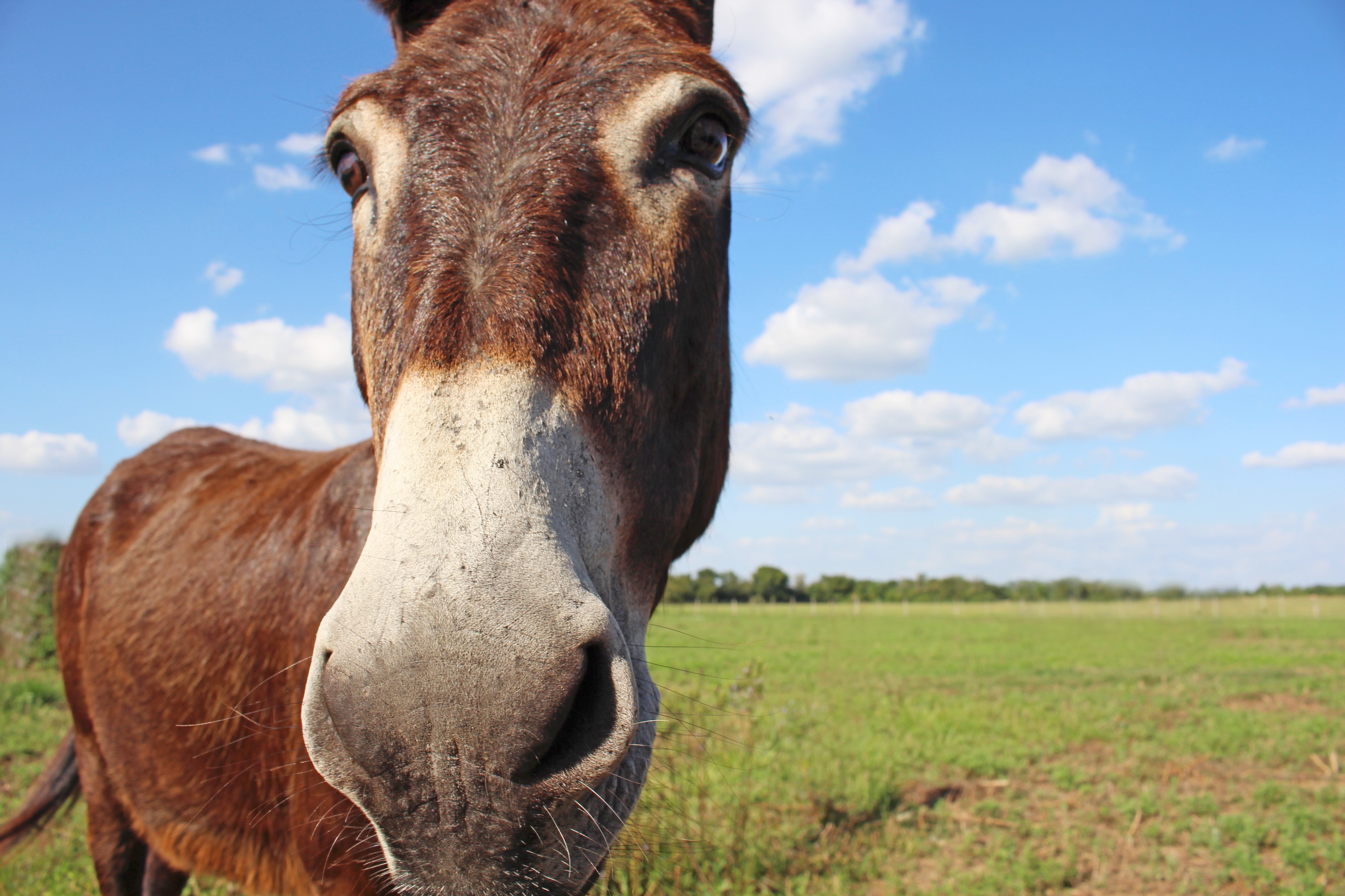 Picture of a jackass